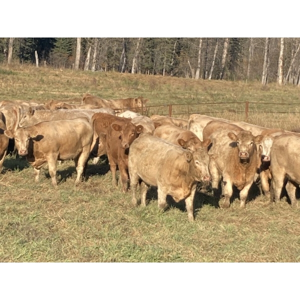 Andersen River Ranching - 1000# October Delivery Grass Heifers - 60 Head (Drayton Valley, AB)