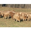 Image 1 : Andersen River Ranching - 1000# October Delivery Grass Heifers - 60 Head (Drayton Valley, AB)