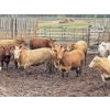 Image 4 : Lesher Lane Enterprises - 910# June Delivery Heifers - 204 Head (Lacombe, AB)