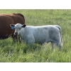 Image 6 : Jason & Emil Kure - 670# October Delivery Steer Calves - 90 Head (Bowden, AB)