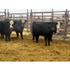 Image 3 : D6 Cattle Farm - 8 Heifers (Pen 515)