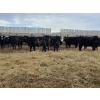 Image 1 : Ripple Rock Ranch - 845# January Delivery Weaned Heifers - 50 Head (Fincastle, AB)