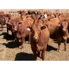 Image 4 : PSV Farms Ltd. - 880# May Delivery Heifers - 35 Head (Enchant, AB)