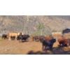 Image 2 : Ed Roberson - 970# July Delivery Heifers - 32 Head (Merritt, BC)