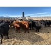 Image 2 : Antelope Butte Ranch - 867# March Delivery Steers - 144 Head (Lundbrek, AB) VBP+