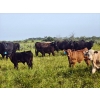 Image 6 : Ramage Land & Cattle - 550# November Delivery Steer Calves - 65 Head (Fairlight, SK) VBP+
