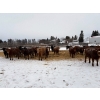 Image 2 : Four Harts Cattle Co. - 890# March Delivery Heifers - 70 Head (Vermilion, AB)