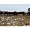 Image 6 : Reilly Lake Ranching - 900# May Delivery Steers - 100 Head (Lloydminster, AB)