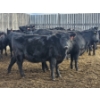 Image 5 : Gibraltar Cattle - 9 Black Heifers (Pen 533 - 535)