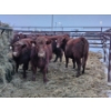 Image 10 : Dallas & Janelle Kapeller - 4 Red Heifers (Pen 333)