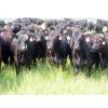 Image 1 : D & N Livestock - 1025# October Delivery Grass Heifers - 120 Head (Peebles, SK) VBP+