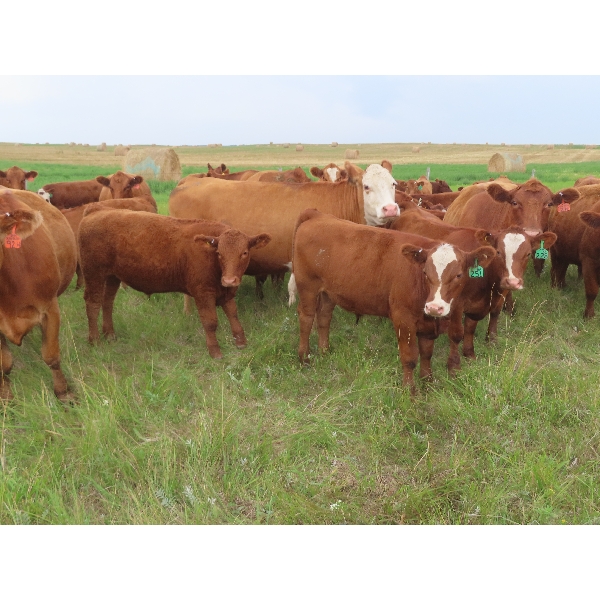 Mebs Ranch - 675# Steer Calves - 115 Head (Broadview, SK) VBP+
