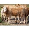 Image 9 : Alvin Sandum Family - 670# Steer Calves - 94 Head (Hussar, AB)