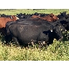 Image 5 : Red Spring Ranch - 46 Angus X Cows (Okla, SK) *selling actual pay weight*