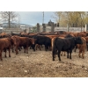 Image 4 : DJ Fridlington - 720# May Delivery Heifers - 82 Head (Kersley, BC)