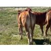 Image 6 : Twisted K Limousin - 540# October Delivery Steer Calves - 40 Head (Byemoor, AB)