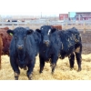Image 4 : Justin Tateson - 1025# March Delivery Steers - 61 Head (Scandia, AB)