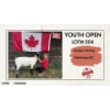 Image 1 : Youth Open Sheep - Evalyn Hickey - Kamloops BC