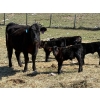 Image 4 : Kingsclere Ranch - 30 Black Angus X 1st Calf Pairs (Parson, BC)