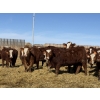 Image 3 : Jordan Livestock - 65 RBF Replacement Heifers (Rimbey, AB)