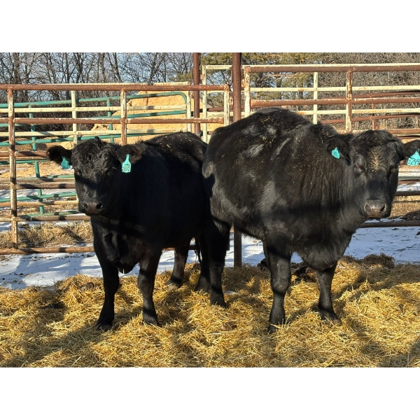 A & J Farming - 2 Third & Fourth Calvers (Pen 132) *Later Calving*
