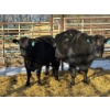 Image 1 : A & J Farming - 2 Third & Fourth Calvers (Pen 132) *Later Calving*