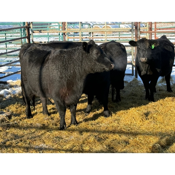 Daniel & Kim Doerksen - 6 Second Calvers (Pen 146)