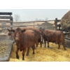 Image 2 : Donnelly Estate Dispersal - 4 Middle-Aged Cows (Pen 528)