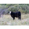 Image 3 : Tribar Ranching Co. - 450# Oct/Nov Delivery Steer Calves - 110 Head (Steep Rock, MB)