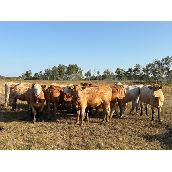 Gate Way Ranch - 975# October Delivery Grass Heifers - 120 Head (Elkhorn, MB)