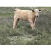 Image 11 : Saddleridge Farming - 640# November Delivery Steers - 100 Head (Rosemary, AB)