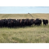 Image 2 : Wildcat Cattle Co. Ltd. - 800# July Delivery Grass Heifers - 50 Head (Redcliff, AB)