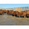 Image 6 : Breault Ranching Ltd. - 1500# Cows - 218 Head (Ste. Rose, MB) VBP+