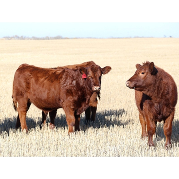 Poirier Prairie Ag. Ventures - 525# November Delivery Steer Calves - 110 Head (Redvers, SK)