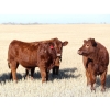 Image 1 : Poirier Prairie Ag. Ventures - 525# November Delivery Steer Calves - 110 Head (Redvers, SK)