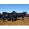 Image 3 : Van Hall Cattle Co. - 930# April Delivery Steers - 185 Head (Scandia, AB)