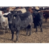Image 3 : Aart Beekman - 985# November Delivery Heifers - 200 Head (Readymade, AB)