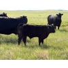 Image 10 : Douglass Bros. Ranching - 625# November Delivery Steer Calves - 100 Head (Gem, AB)