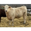 Image 8 : Todd Fraser - 1010# March/April Delivery Steers - 100 Head (Raymond, AB)