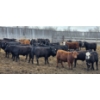 Image 4 : Block's Ranching Ltd. - 750# May Delivery Steers - 42 Head (Bow Island, AB)