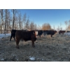 Image 7 : Chris Bartel - 1025# April Delivery Steers - 60 Head (Fort Vermilion, AB)