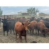 Image 4 : Shane Debock - 885# June Delivery Heifers - 208 Head (Barrhead, AB)