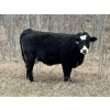 Image 3 : C & L Livestock - 25 BBF/BWF 2nd & 3rd Calf 3-Way Pairs (Edam, SK) VBP+