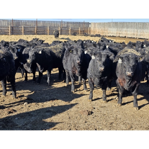 Downie Lake Colony - 860# March Delivery Heifers - 210 Head (Maple Creek, SK)