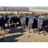 Image 1 : Downie Lake Colony - 860# March Delivery Heifers - 210 Head (Maple Creek, SK)
