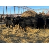 Image 2 : Crooked Creek Ranch - 15 Second Calvers (Pen 406D)