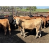 Image 4 : Turtleview Livestock - 900# June Delivery Steers - 56 Head (Goodlands, MB)