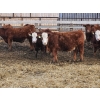 Image 4 : C.O. Johnson & Sons Ranches - 895# February Delivery Steers - 173 Head (Scandia, AB) VBP+