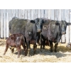 Image 3 : Leib Farm & Ranch Ltd. - 30 Black Angus/Black Angus X Pairs (Southey, SK)