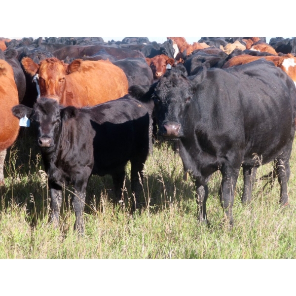 Sheldon Orban - 530# October Delivery Heifer Calves - 60 Head (Cupar, SK)